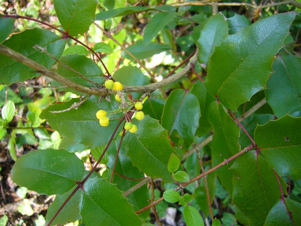 Mahonia aquifolium / Maonia